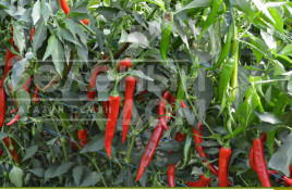 Насіння гіркого перцю Сахем F1 / Sahem F1, 70-75 днів купити оптом і в роздріб в Україні за вигідною ціною