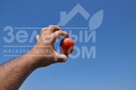 Насіння томатів Бостон F1 / Boston F1, 115-120 днів купити оптом і в роздріб в Україні за вигідною ціною