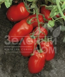 Семена томатов Харди F1 / Hardi F1, 100 дней купить оптом и в розницу в Украине по выгодной цене