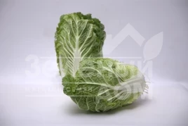 Семена капусты пекинской Ясира F1 / Yasira F1 купить оптом и в розницу в Украине по выгодной цене