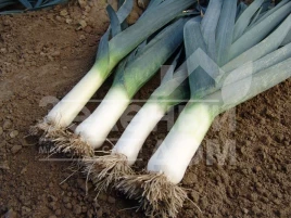 Лук порей Титус / Titus,155-165 дней купить оптом и в розницу в Украине по выгодной цене