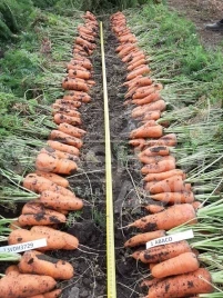 Семена моркови Абразо F1 / Abrazo F1,88–92 дня купить оптом и в розницу в Украине по выгодной цене