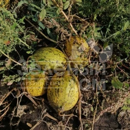 Семена дыни Киркаач 637 / Kirkaach 637 купить оптом и в розницу в Украине по выгодной цене