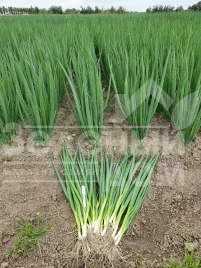 Лук на перо Тотем / Totem купить оптом и в розницу в Украине по выгодной цене