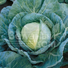 Семена капусты белокочанной Грегориан F1 / Gregorian F1,65-70 дней купить оптом и в розницу в Украине по выгодной цене