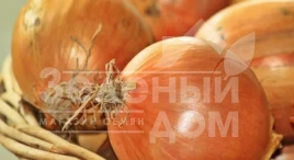 Лук репчатый Соня F1 / Sonia F1,115-120 дней купить оптом и в розницу в Украине по выгодной цене