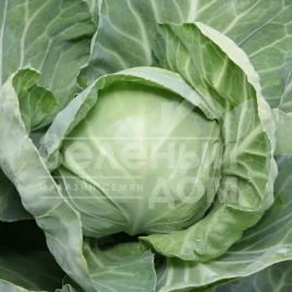 Семена капусты белокочанной КС 1410 F1 / KS 1410 F1 купить оптом и в розницу в Украине по выгодной цене