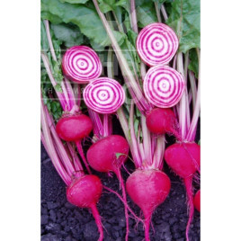 Насіння буряка Чіогіа Гардсмарк / Chiogia Gardsmark, 100-110 днів купити оптом і в роздріб в Україні за вигідною ціною