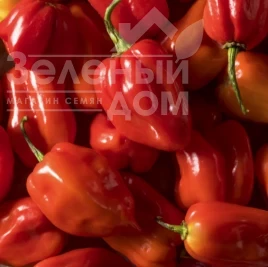 Семена горького перца Хабахот F1 / Khabakhot F1 купить оптом и в розницу в Украине по выгодной цене
