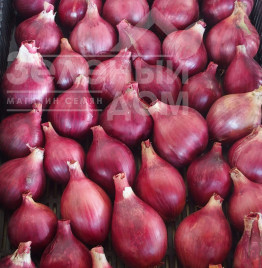 Цибуля ріпчаста Шелія / Sheliya купити оптом і в роздріб в Україні за вигідною ціною