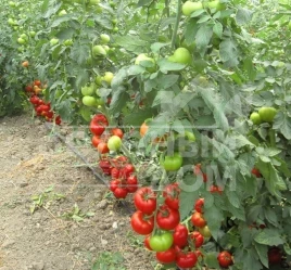 Семена томатов Нарита F1 / Narita F1 купить оптом и в розницу в Украине по выгодной цене