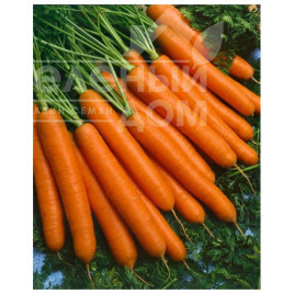 Насіння моркви Йолана F1 / Jolana F1, 90-100 днів купити оптом і в роздріб в Україні за вигідною ціною