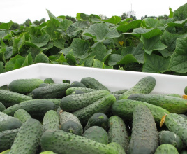 Насіння огірків Шанталь F1 / Chantal F1,45-50 днів купити оптом і в роздріб в Україні за вигідною ціною