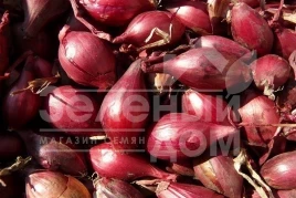 Лук репчатый Карминка / Karminka,110-120 дней купить оптом и в розницу в Украине по выгодной цене