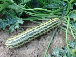 Семена кабачков Тапир / Tapir купить оптом и в розницу в Украине по выгодной цене