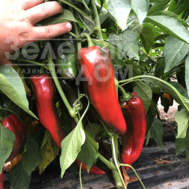 Насіння солодкого перцю Ліра F1 / Lira F1, 55 днів купити оптом і в роздріб в Україні за вигідною ціною
