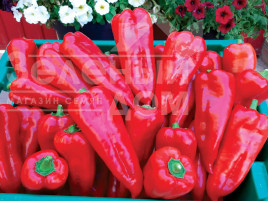 Насіння солодкого перцю Мако F1 / Mako F1, 65-70 днів купити оптом і в роздріб в Україні за вигідною ціною