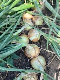 Лук репчатый Элси F1 / Elsi F1, 90-95 дней купить оптом и в розницу в Украине по выгодной цене