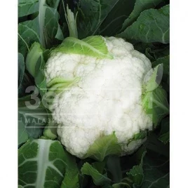 Семена капусты цветной Бригантина F1 / Brigantine F1,75 дней купить оптом и в розницу в Украине по выгодной цене