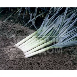 Лук порей Старозагорский Камус / Starozagorskiy Camus,130-140 дней купить оптом и в розницу в Украине по выгодной цене