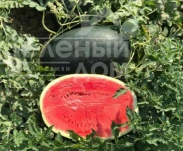 Насіння кавуна ЦРХ 10510 F1 / CRX 10510 F1 купити оптом і в роздріб в Україні за вигідною ціною