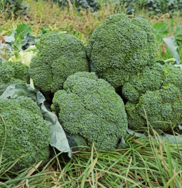 Насіння капусти броколі Хронос F1 / Khronos F1, 60-65 днів купити оптом і в роздріб в Україні за вигідною ціною