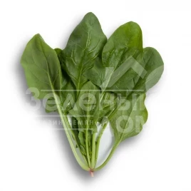 Семена шпината Боа F1 / Boa F1 купить оптом и в розницу в Украине по выгодной цене