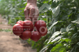 Насіння томатів Афен F1 / Afen F1,70 днів купити оптом і в роздріб в Україні за вигідною ціною