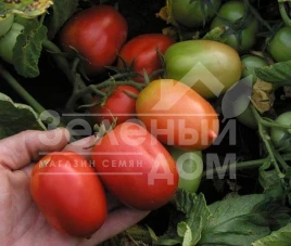 Семена томатов Денар / Denar,80-90 дней купить оптом и в розницу в Украине по выгодной цене