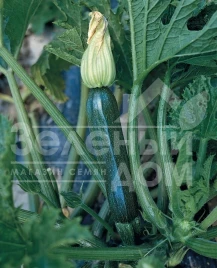 Семена кабачков Супремо F1 / Supremo F1,42-45 дней купить оптом и в розницу в Украине по выгодной цене