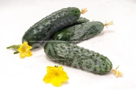 Семена огурцов Афсар F1 / Afsar F1,35-40 дней купить оптом и в розницу в Украине по выгодной цене