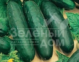 Семена огурцов Рамзес F1 / Ramzes F1 купить оптом и в розницу в Украине по выгодной цене