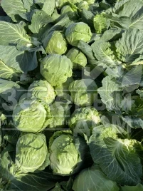 Семена капусты белокочанной Каррера (17-1517)  F1 / Karrera (17-1517) F1,45-48 дней купить оптом и в розницу в Украине по выгодной цене
