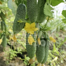 Семена огурцов Грин пик F1 / Green pick F1,35-40 дней купить оптом и в розницу в Украине по выгодной цене