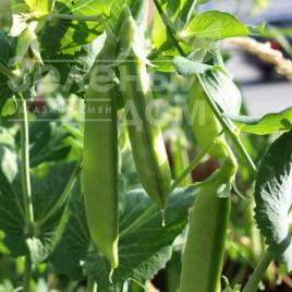 Насіння гороху Зонверт  / Zonvert купити оптом і в роздріб в Україні за вигідною ціною