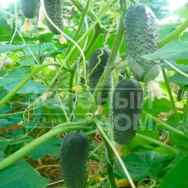 Семена огурцов Аня F1 (SM 5341) / Anya F1 (SM 5341),40-45 дней купить оптом и в розницу в Украине по выгодной цене