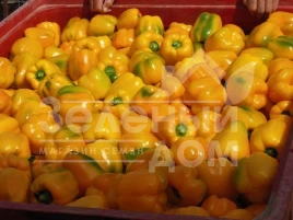 Семена сладкого перца Девито F1 / Devito F1 купить оптом и в розницу в Украине по выгодной цене