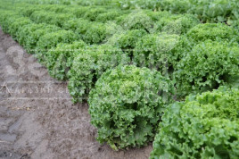 Насіння салату Авеледа / Aveleda купити оптом і в роздріб в Україні за вигідною ціною