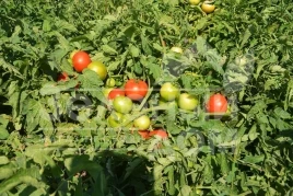 Семена томатов ВТ 42 F1 / BT 42 F1 купить оптом и в розницу в Украине по выгодной цене