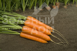 Насіння моркви Монанта / Monanta,90-100 днів купити оптом і в роздріб в Україні за вигідною ціною