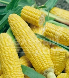 Семена кукурузы Луминокс F1 / Luminox F1,65-70 дней купить оптом и в розницу в Украине по выгодной цене