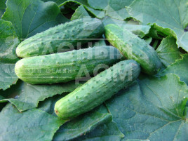 Насіння огірків Ела F1 / Ela F1,45-55 днів купити оптом і в роздріб в Україні за вигідною ціною