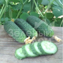 Семена огурцов Дафне F1 / Dafne F1,35-40 дней купить оптом и в розницу в Украине по выгодной цене