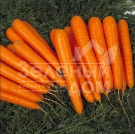Семена моркови Сиркана F1 / Sirkana F1,120-130 дней купить оптом и в розницу в Украине по выгодной цене