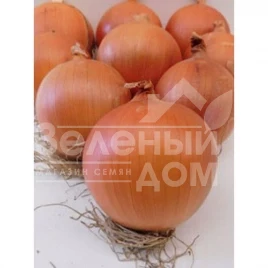 Лук репчатый Скапино F1 / Skapino F1,105-110 дней купить оптом и в розницу в Украине по выгодной цене