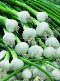 Лук на перо Ранила F1 (SM 0812) / Ranila F1 (SM 0812) купить оптом и в розницу в Украине по выгодной цене