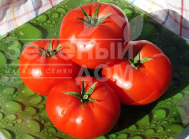 Насіння томатів Бобкат F1 / Bobcat F1,60-65 днів купити оптом і в роздріб в Україні за вигідною ціною