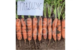 Семена моркови Гладиус F1 / Gladius F1, 120 дней купить оптом и в розницу в Украине по выгодной цене