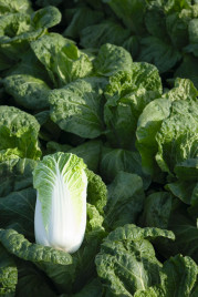 Насіння капусти пекінської Білко F1 / Bilko F1,67-72 дні купити оптом і в роздріб в Україні за вигідною ціною