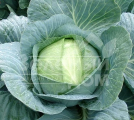 Семена капусты белокочанной Корсума F1 / Korsuma F1,100-110 дней купить оптом и в розницу в Украине по выгодной цене